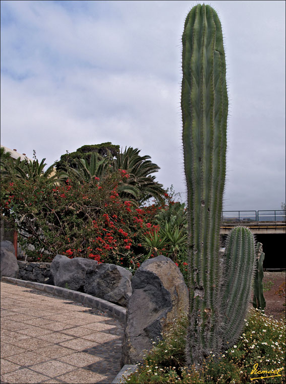 Foto de Puerto de la Cruz - Tenerife (Santa Cruz de Tenerife), España