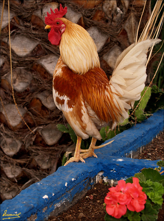 Foto de Puerto de la Cruz - Tenerife (Santa Cruz de Tenerife), España