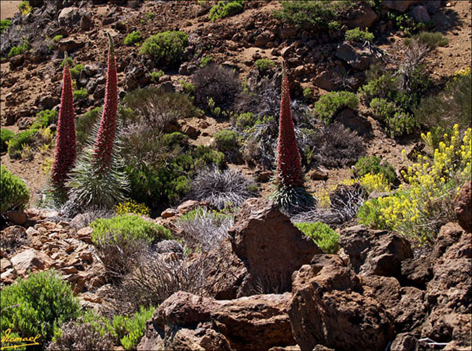 Foto de Teide - Tenerife (Santa Cruz de Tenerife), España