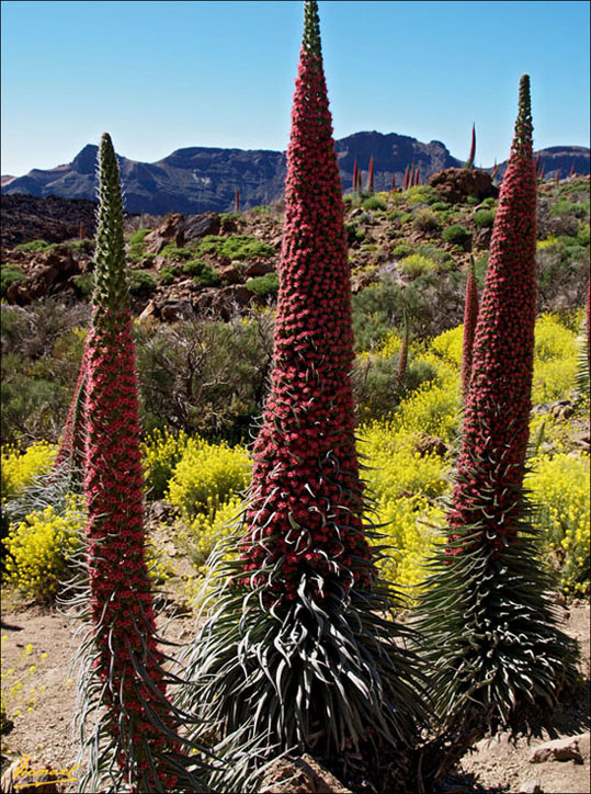 Foto de Teide - Tenerife (Santa Cruz de Tenerife), España