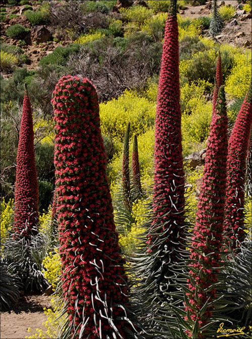 Foto de Teide - Tenerife (Santa Cruz de Tenerife), España