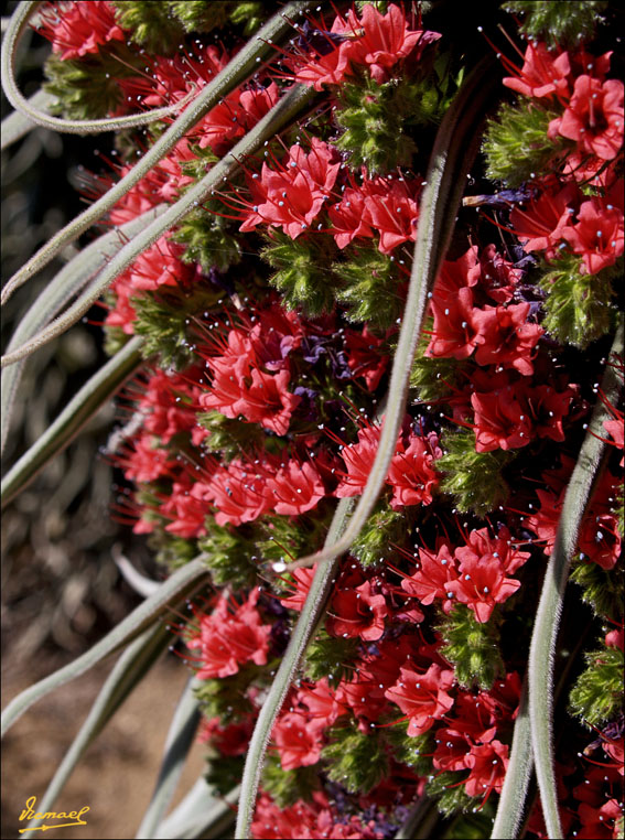 Foto de Teide - Tenerife (Santa Cruz de Tenerife), España