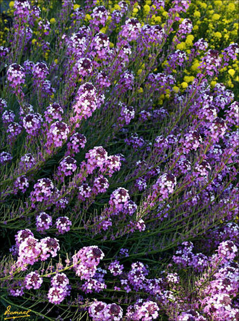 Foto de Teide - Tenerife (Santa Cruz de Tenerife), España