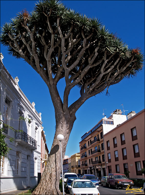 Foto de La Laguna (Santa Cruz de Tenerife), España