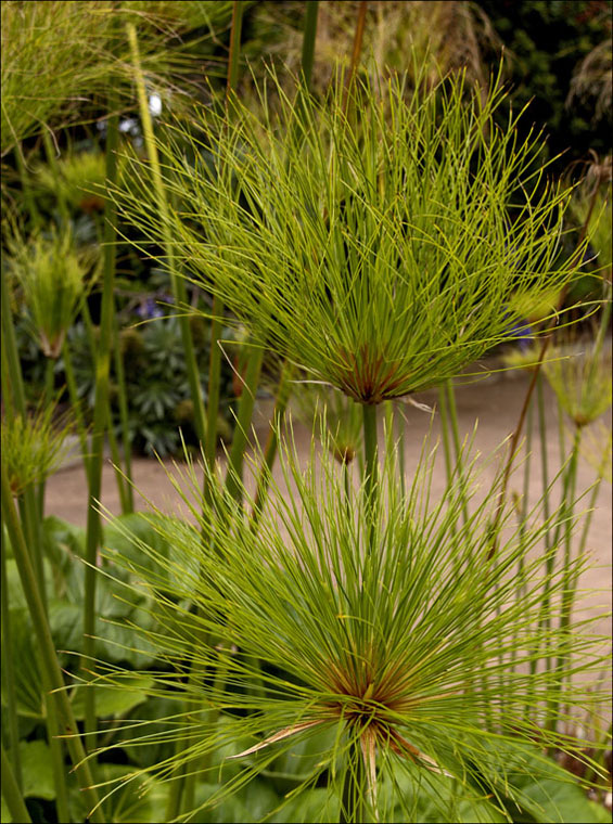 Foto de La Gomera (Santa Cruz de Tenerife), España