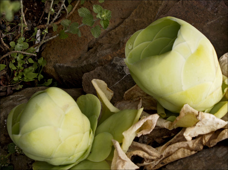 Foto de La Gomera (Santa Cruz de Tenerife), España
