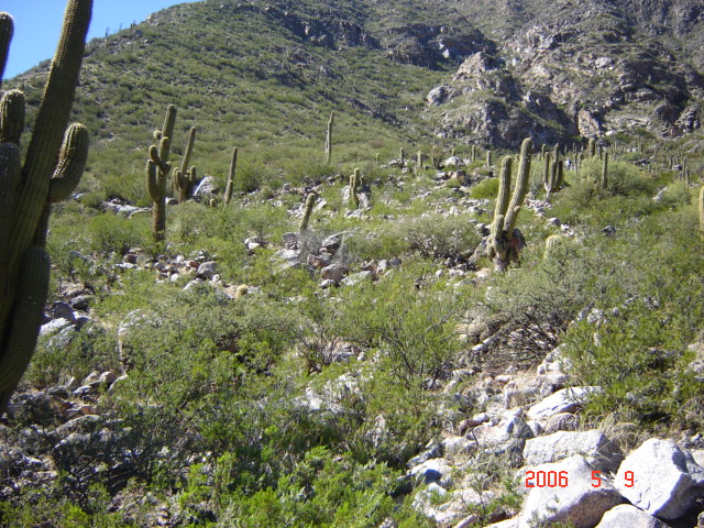 Foto de Chañarmuyo, La Rioja., Argentina