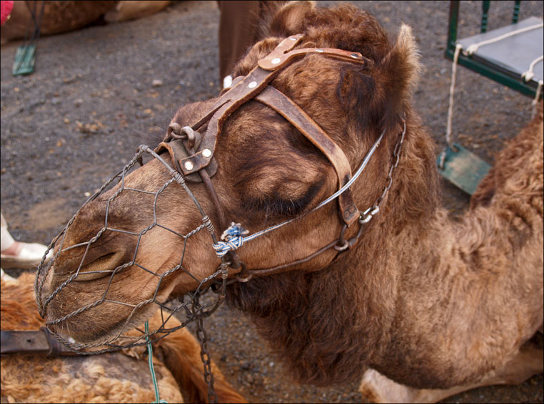 Foto de Lanzarote (Las Palmas), España