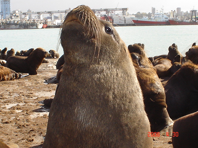 Foto de Mar del Plata, Argentina