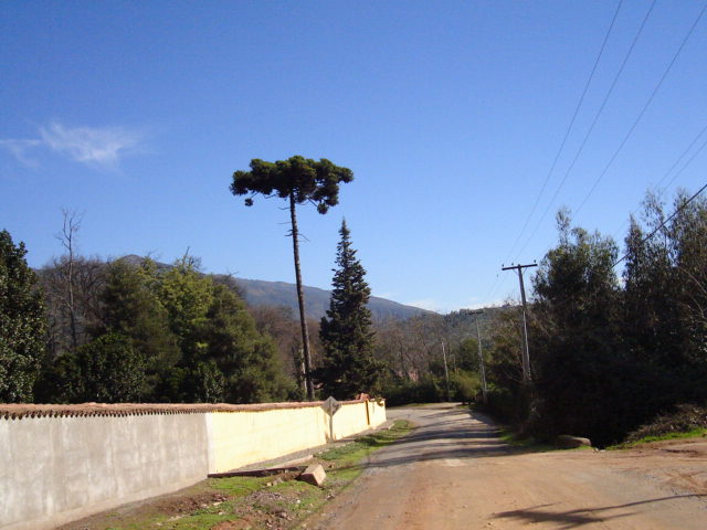 Foto de LIMACHE, Chile