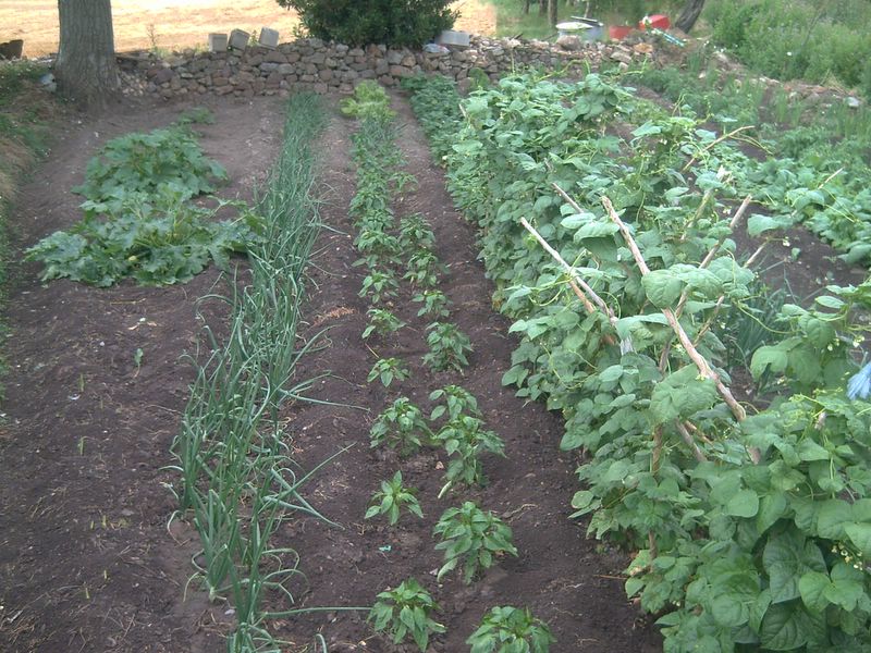 Foto de Ólvega (Soria), España