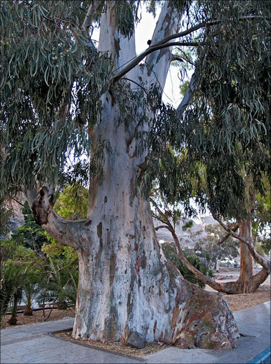 Foto de Mogán - Gran Canaria (Las Palmas), España