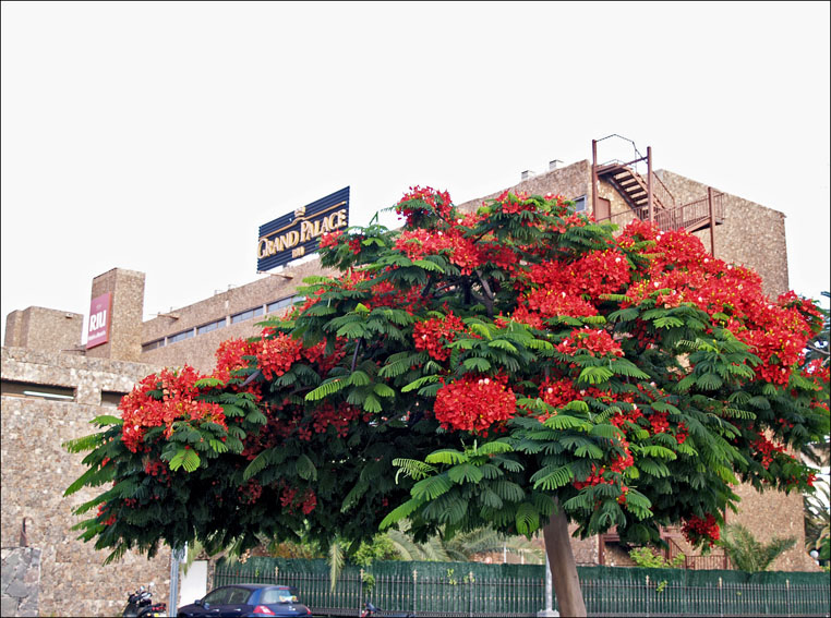 Foto de Maspalomas - Gran Canaria (Las Palmas), España