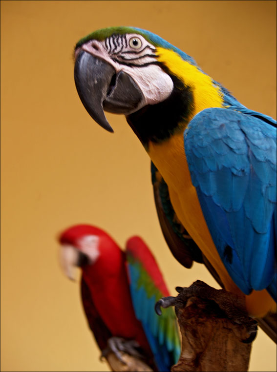 Foto de Las Palmas de Gran Canaria (Las Palmas), España