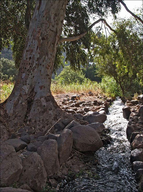 Foto de Guayadeque (Las Palmas), España