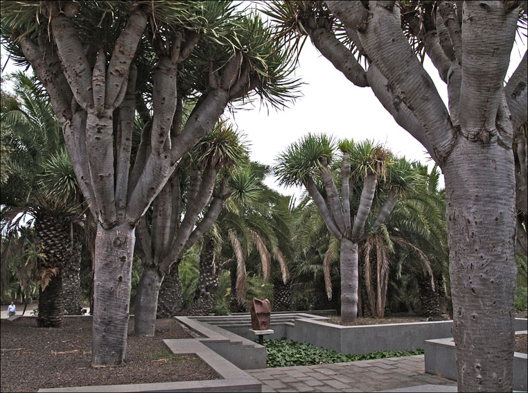 Foto de Gran Canaria (Las Palmas), España