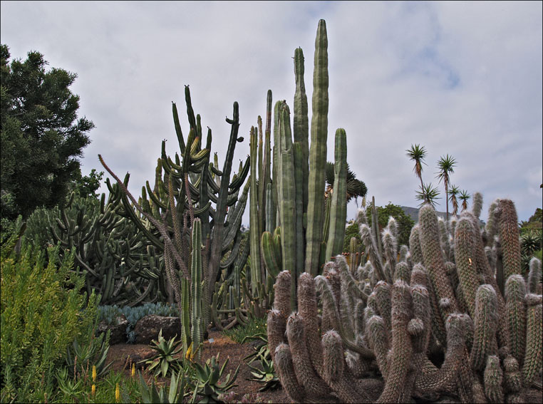 Foto de Gran Canaria (Las Palmas), España