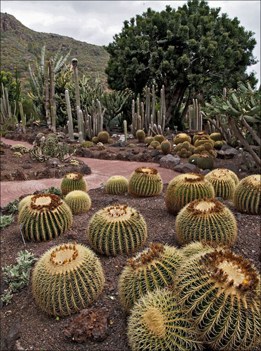 Foto de Gran Canaria (Las Palmas), España