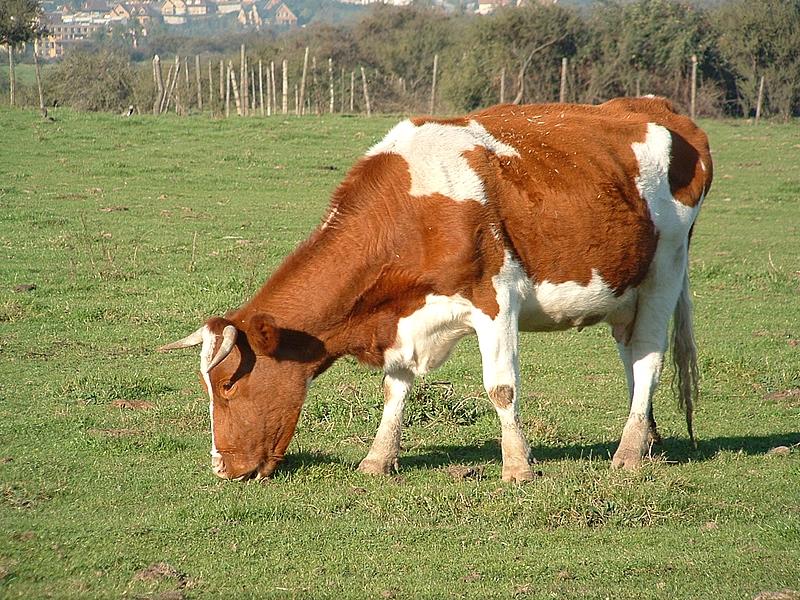 Foto de La Dehesa, Chile