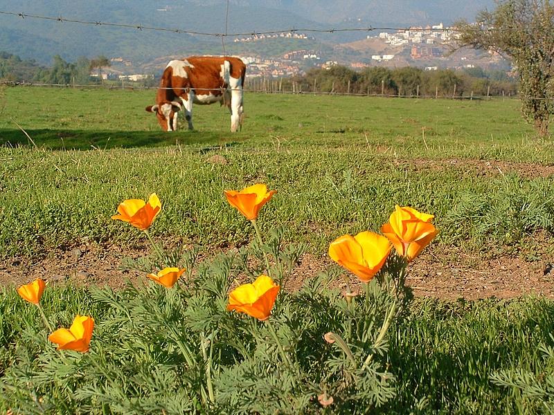 Foto de La Dehesa, Chile