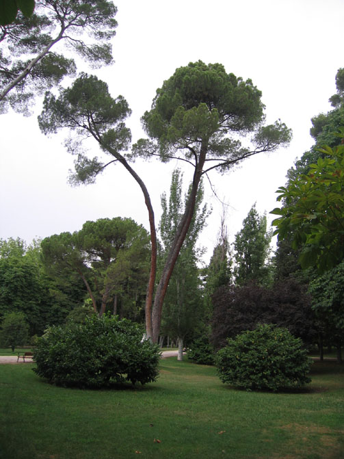 Foto de Madrid (Comunidad de Madrid), España