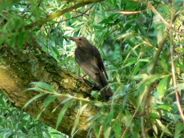 Foto de De Pinte, Bélgica