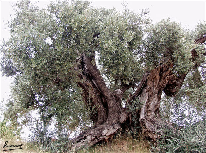 Foto de Prat de Comte (Tarragona), España