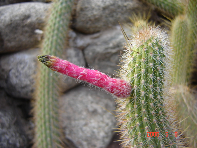 Foto de Chilecito, La Rioja., Argentina