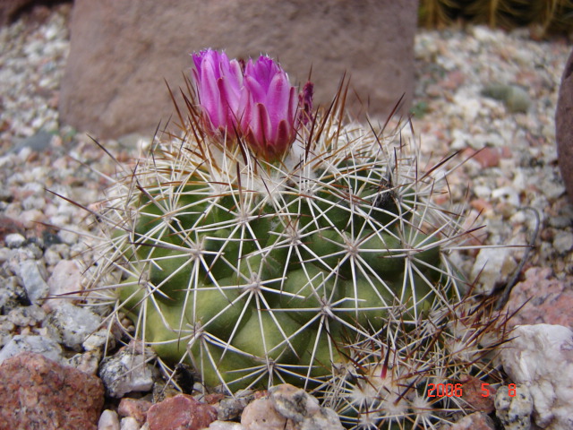 Foto de Chilecito, La Rioja., Argentina
