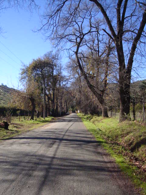 Foto de LIMACHE, Chile