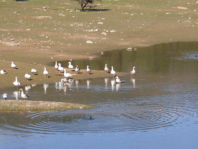 Foto de LIMACHE, Chile