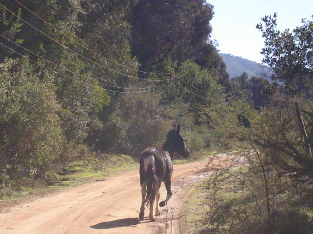 Foto de LIMACHE, Chile
