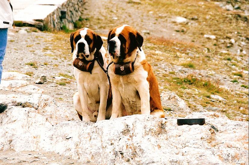 Foto de Zermat, Suiza