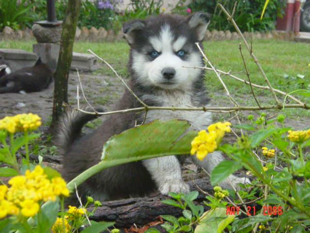 Foto de Siguatepeque, Honduras
