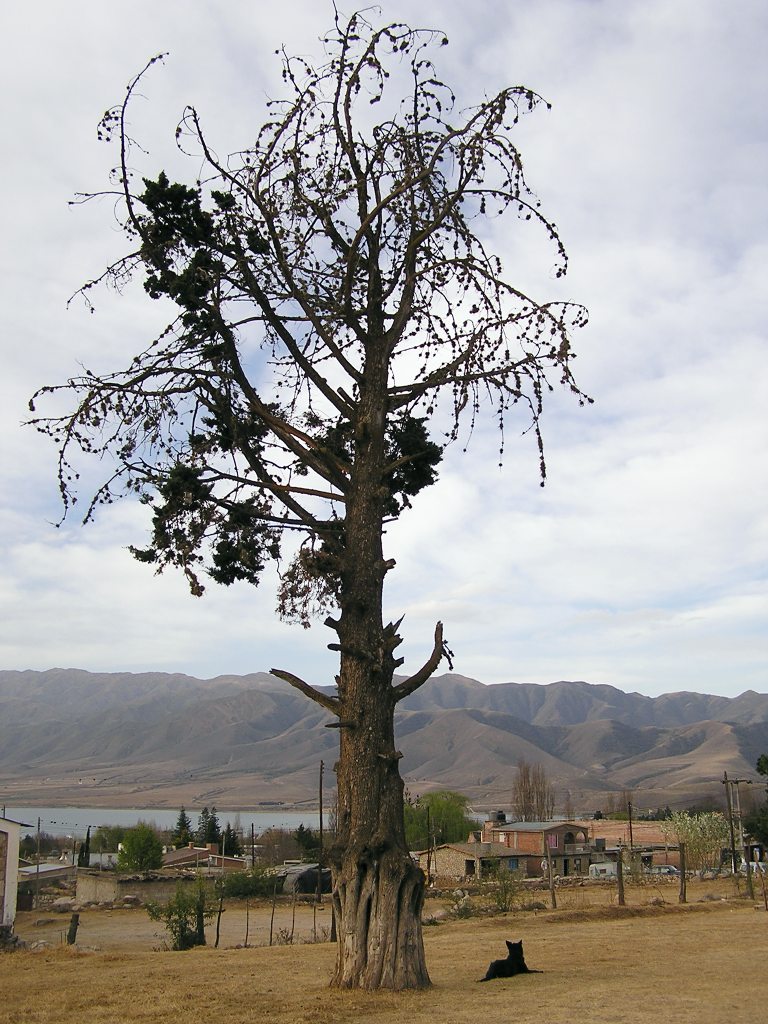 Foto de El Mollar, Argentina