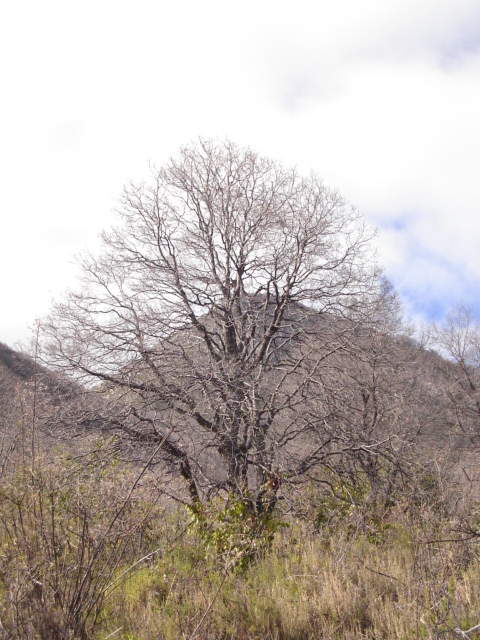 Foto de OLMUE, Chile