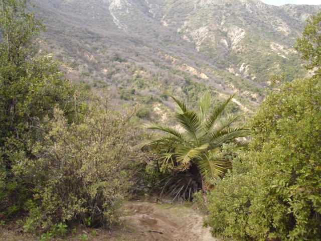 Foto de OLMUE, Chile