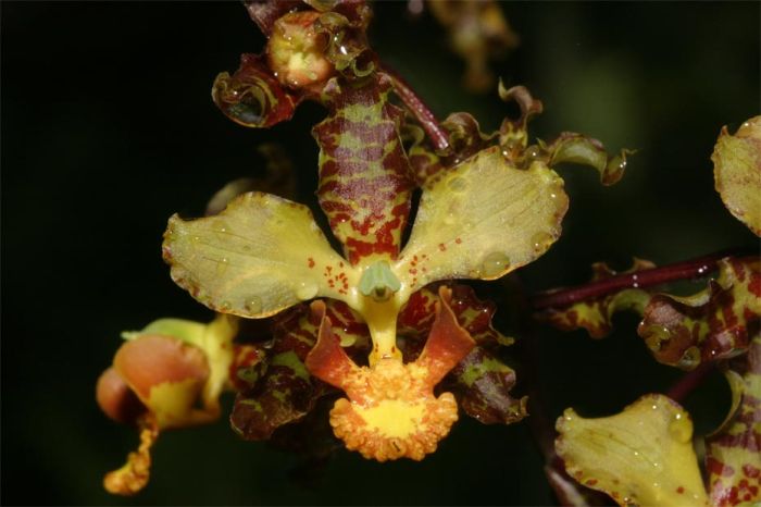 Foto de Bucaramanga, Colombia