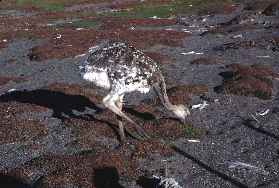 Foto de Patagonia Chilena, Chile