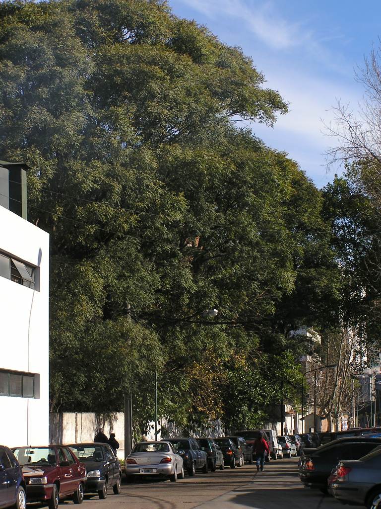 Foto de Olivos, Argentina