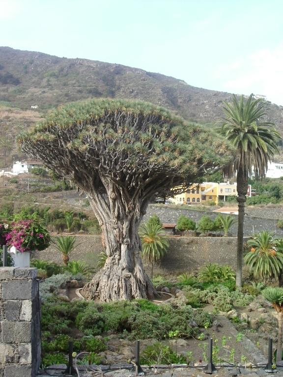 Foto de Tenerife (Santa Cruz de Tenerife), España