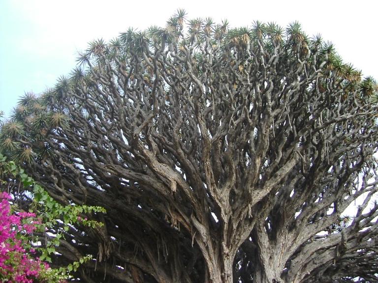 Foto de Tenerife (Santa Cruz de Tenerife), España