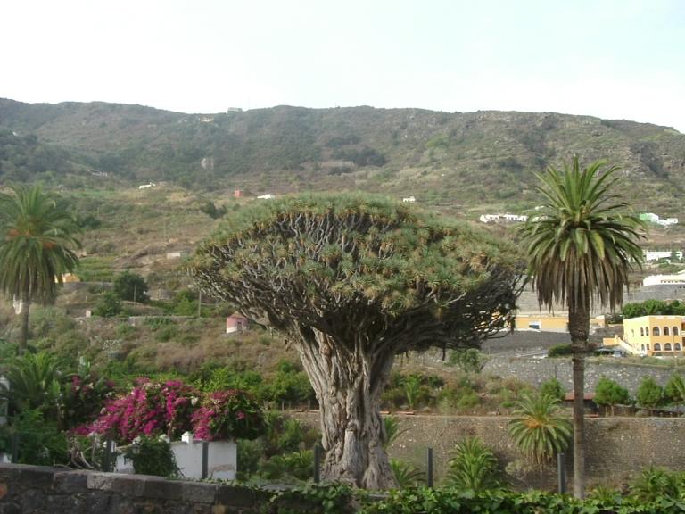 Foto de Tenerife (Santa Cruz de Tenerife), España