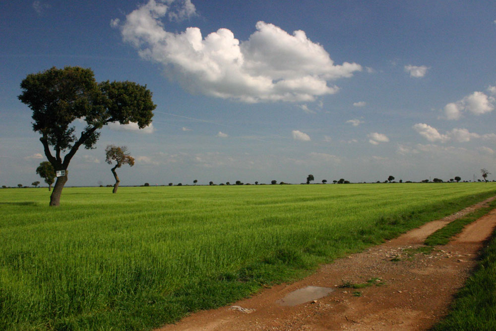 Foto de Palencia (Castilla y León), España