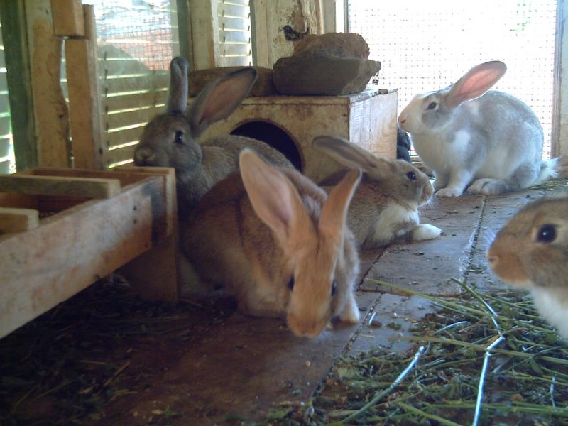 Foto de Respenda de la Peña (Palencia), España