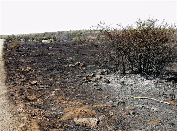 Foto de Alto Tajo (Guadalajara), España