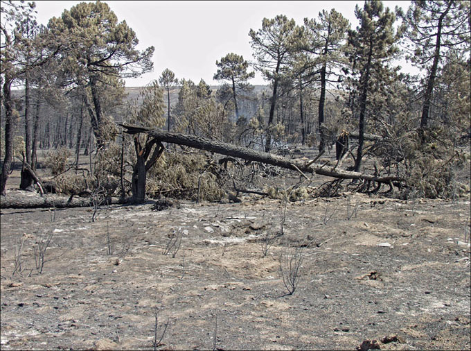 Foto de Alto Tajo (Guadalajara), España