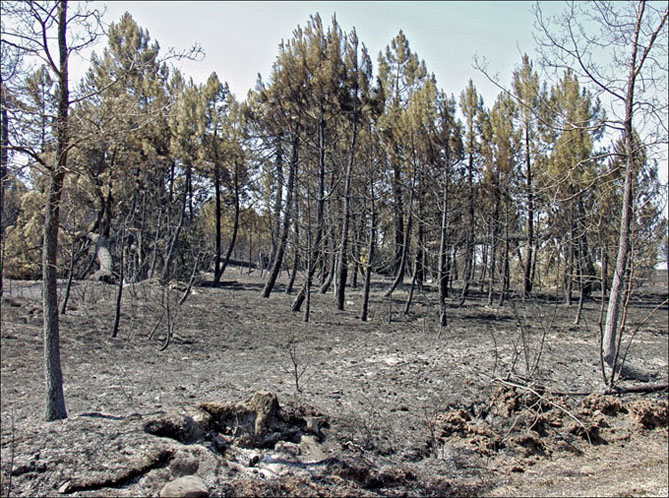 Foto de Alto Tajo (Guadalajara), España