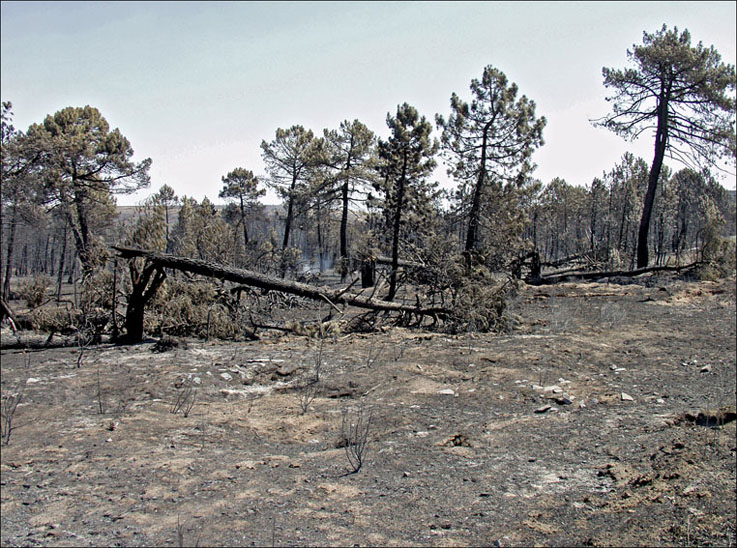 Foto de Alto Tajo (Guadalajara), España