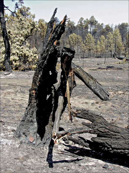 Foto de Alto Tajo (Guadalajara), España